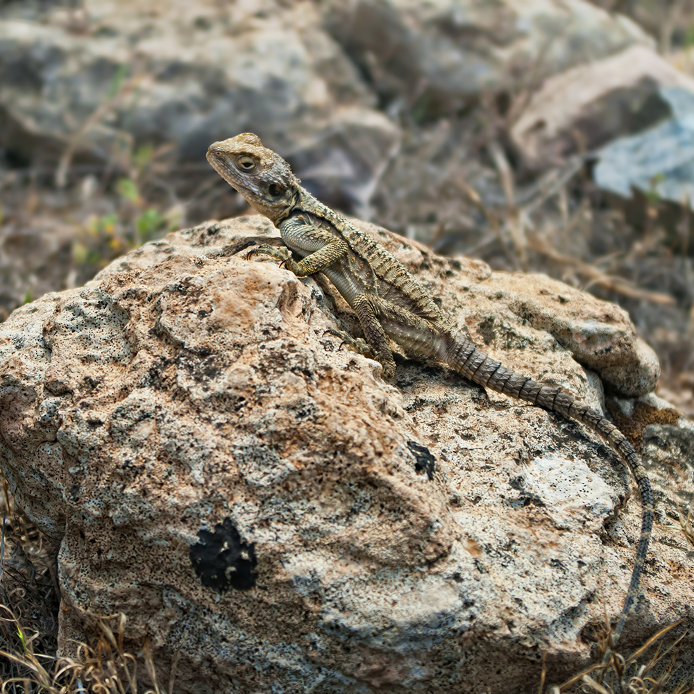 Kourkoutas Cyprus lizard