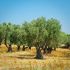 Olive trees in Erimi