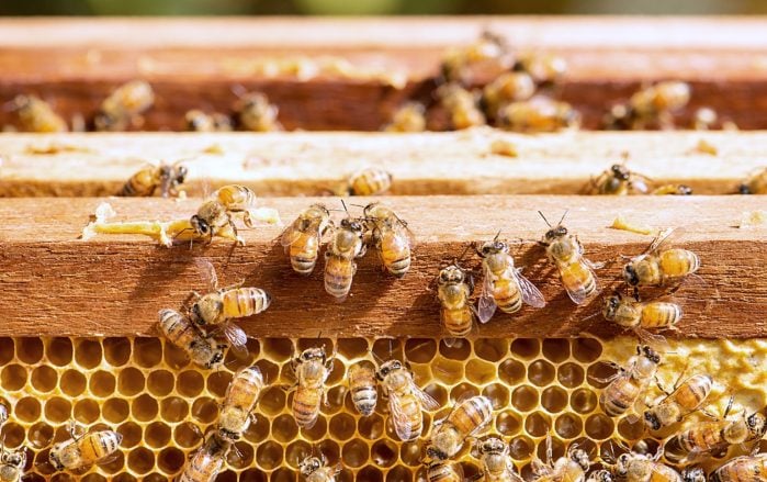 facts&answers 12 inside the beehive 1000x630