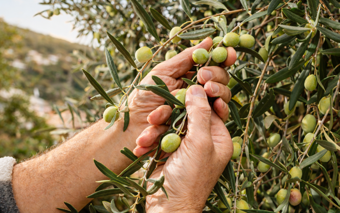 facts&answers 14 olive harvest 1000x630