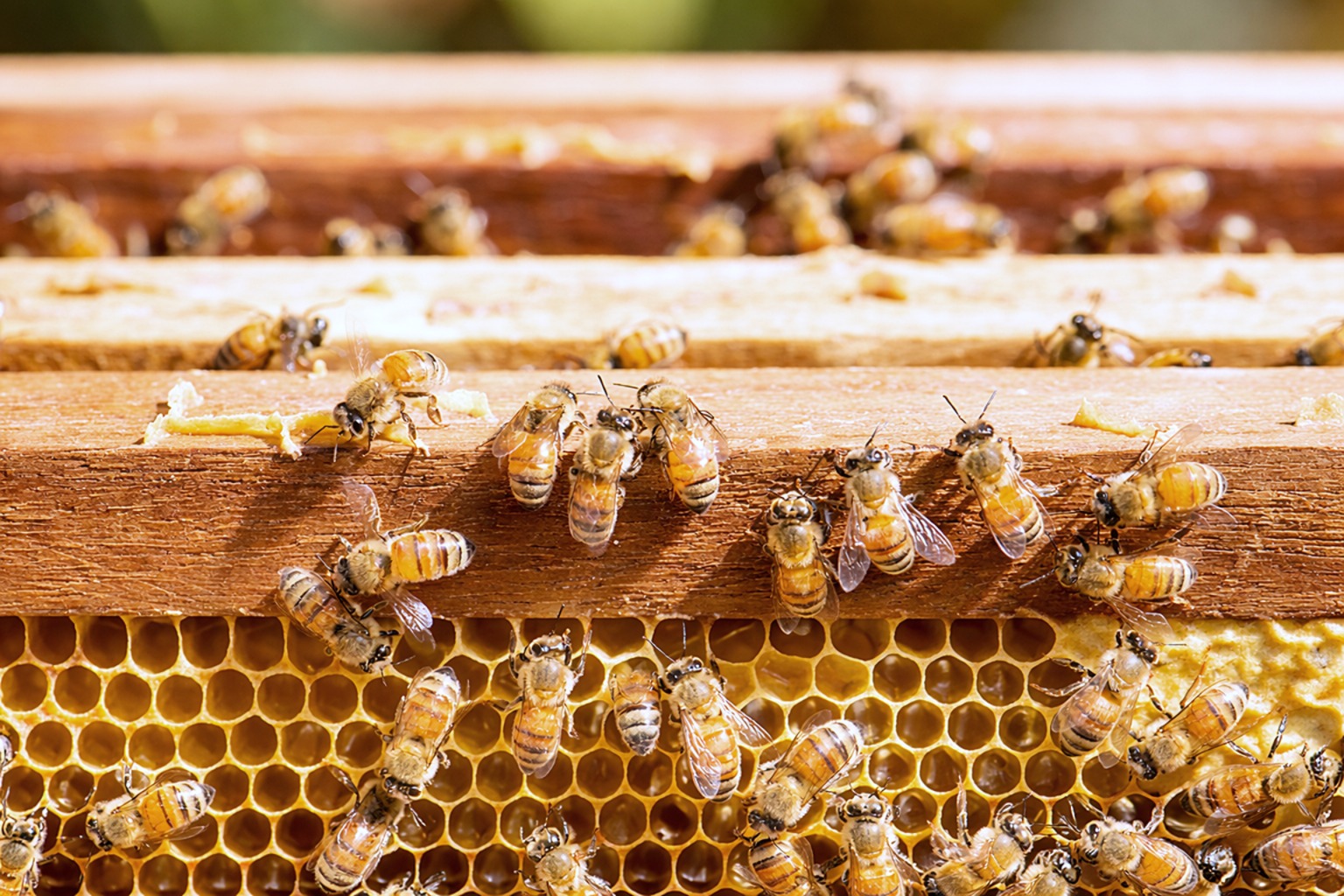 facts&answers 12 inside the beehive 1000x630