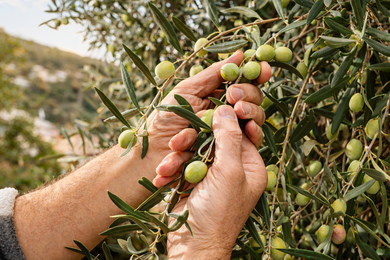 facts&answers 14 olive harvest 1000x630